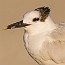 thumbs/IMG_1883.jpg